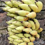 Kunnankaya