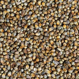Pearl Millet (Bajra)