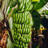 Raw Kannan Banana