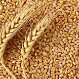 Wheat