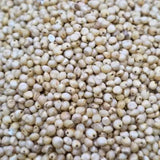 White Cholam (Sorghum)
